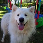 Nick Snow - @nicksamoyed - Instagram