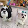 nick&snow - @nick.snow - TikTok
