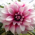 Nick Soh - @nicksoh311 - Instagram