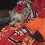 Nick Soprano - @soprano2386 - Instagram
