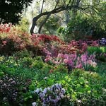 Landscape Design - Nick Spargo - @spargolandscapes - Instagram