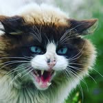 Nick_sparrow - @nicksparrow111 - Instagram