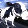 Nick Staths - @nick.staths - TikTok