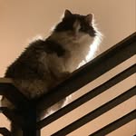 Nick Steeves - @nasteeves - Instagram