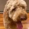 nick.stillwell - @nick.stillwell - TikTok