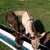 nickstraughan307 - @farmgys2333 - TikTok