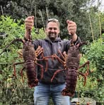 Nick Swan - Facebook