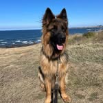 Nick Sweetman - @nicksweetman - Instagram