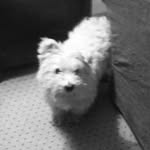 Nicholas Taaffe Richardson - @nicko_tr2005 - Instagram