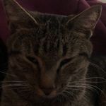 Nick Talbott - @nicktalbott52 - Instagram