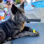 Nick Tawa - @lelu_the_blue_bay_shepherd - Instagram