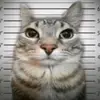 nickto :) - @fig_znaet_kto123 - TikTok