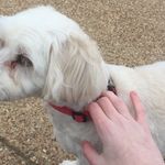 Nick Tocco - @dogewalker101 - Instagram