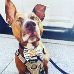 Nick Valente - @benjen_the_beast - Instagram
