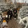 Nickvogel - @nickvoge1 - TikTok