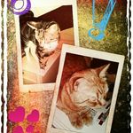Nick Weimer - @nick_love_animals - Instagram