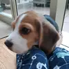 Nick Whitney - @i_like_pandas_nick - TikTok