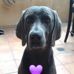 Nick The Wimeriner - @nickthewimeriner - Instagram