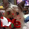 Nick Wolcott - @30238511945 - TikTok