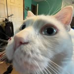 Nick Wolfe - @ninkolaswolphe - Instagram
