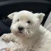 Nicki Bauer - @nickithewestie - TikTok