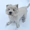 nicthewestie - @nickibauer0 - TikTok