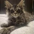 Nikki Reid - Facebook