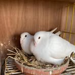 Nago Aviary - Facebook