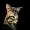 Nickolas Lancaster - @nickolas.lancaster89 - TikTok