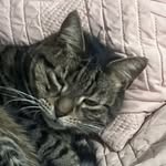 Nick Scott - @nickolasscott07 - Instagram