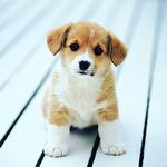 nickolas smith - @nickolassmith8571 - Instagram