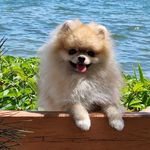 Nicky❤️the pomeranian king in Dubai🤴 - @nicky_king7773 - Instagram