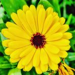 Nicky Walker - @dilly_dally_dandelion - Instagram