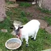 Nico Holtz - @nico.holtz - TikTok