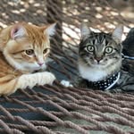 Nico & Marley - @nnmfriendzy1021 - Instagram