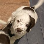 Nicola Fuller - @montythewhitespringer - Instagram