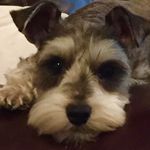 Nicolas Barnes - @nicolas.barnes40 - Instagram