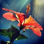 Nicolas Bishop - @fourspyderprestige - Instagram