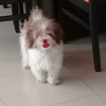 Nicolas corona yt - @nicolascoronayt - Instagram