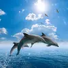 Nicolas.diamond - @nicolas.diamond - TikTok