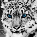 Nicolas Fox - Facebook