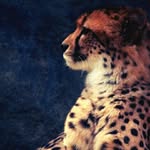 Nicolas Geraci - @nicolas_geraci - Instagram