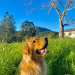 Nico Lopez - @nicolasgoldendog - Instagram