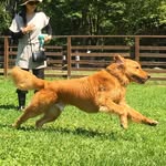 Nicolas' Daddy - @nicolas_goldenretriever136 - Instagram