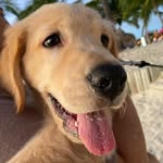 Nicolás Musa Tavarez - @nicolas_golden_retriever - Instagram