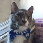 Nicolas Grey Silveira / Nick - @nick_grey_cat - Instagram
