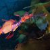 Nicolas Hahn Underwater Photography - Facebook