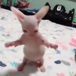 Nicolas Ho - @nicolas_ho0703 - Instagram