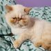 Nicolas Jiang - Facebook