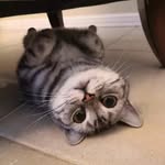 NicolasJiang - @nicolasjiang01 - Instagram